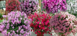 Description and characteristics of petunia varieties, classification of species and colors