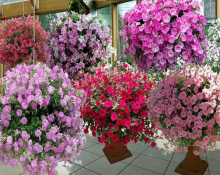 Description and characteristics of varieties of petunias, classification of species and colors