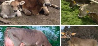 Description and characteristics of Swedish cows, features of the content