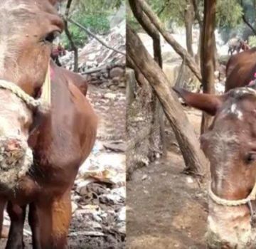 Epizootologi dan gejala kelenjar pada kuda, kaedah rawatan dan pencegahan