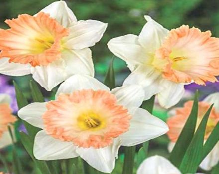 Description and technology of growing a daffodil variety British Gamble