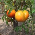 Characteristics and description of the tomato variety Bull forehead