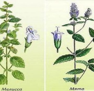 What is the difference and what is the difference between mint and lemon balm, which is healthier