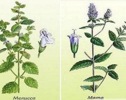 What is the difference and what is the difference between mint and lemon balm, which is healthier