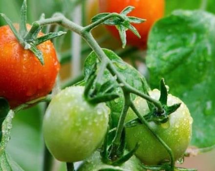 Description de la variété de tomates Natali, caractéristiques de culture et d'entretien