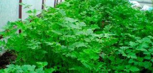 How to properly grow cilantro in a greenhouse