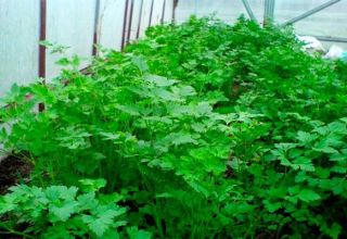 Cómo cultivar correctamente el cilantro en un invernadero