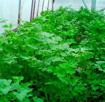 Cómo cultivar correctamente el cilantro en un invernadero