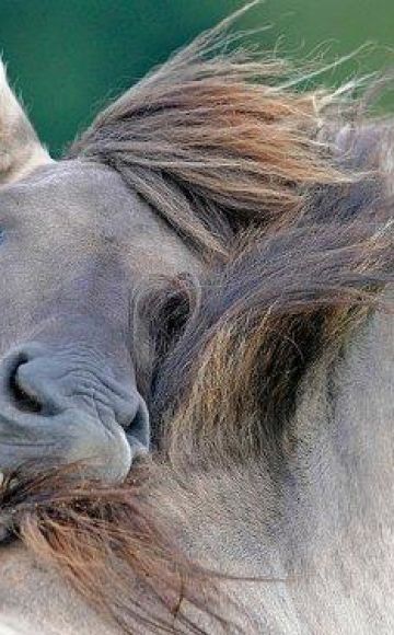 Ways of infection and symptoms of equine equine disease, treatment instructions