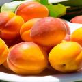 Description of the best varieties of apricots for growing in the Leningrad region, planting and care