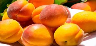 Description of the best varieties of apricots for growing in the Leningrad region, planting and care