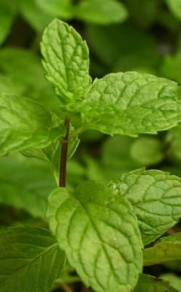 Description of the English mint variety, features of cultivation and care