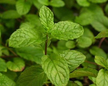 Description de la variété de menthe anglaise, caractéristiques de culture et d'entretien