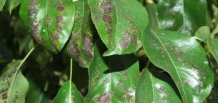 Why do the leaves on a pear tree turn black, what to do and how to treat, how to deal with the disease