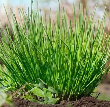 Description des variétés de ciboulette, en particulier la culture et les soins