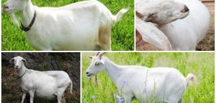 Can a pregnant goat walk over the period and for how much, signs and what to do