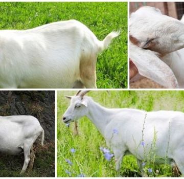 Bolehkah kambing hamil berjalan dalam jangka masa dan berapa banyak, tanda dan apa yang harus dilakukan