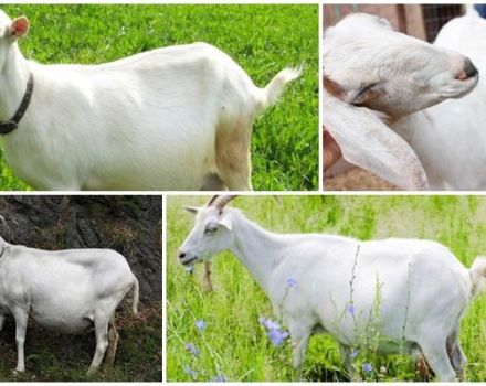 Can a pregnant goat walk over the period and for how much, signs and what to do