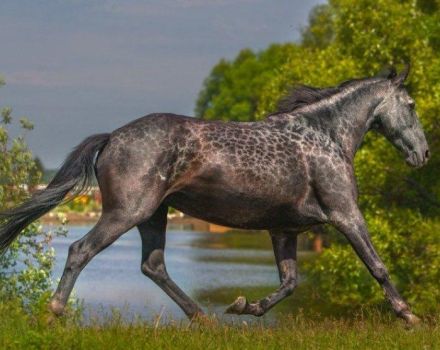 Histoire et description des chevaux de la race Karachai, règles d'entretien et coût