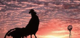 Why roosters crow in the morning and the reasons for the lack of crowing