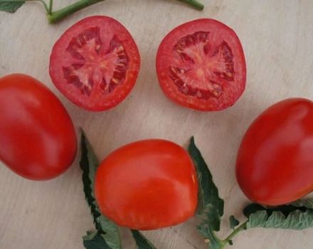 Description of the Indio tomato variety and its characteristics