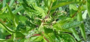 How to process a peach if aphids are on it, how to deal with folk remedies and drugs