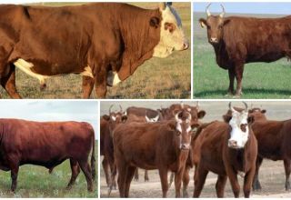 Causes and signs of traumatic reticulitis in cattle, treatment and prevention