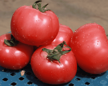 Penerangan mengenai pelbagai jenis tomato Esmira, ciri dan produktiviti