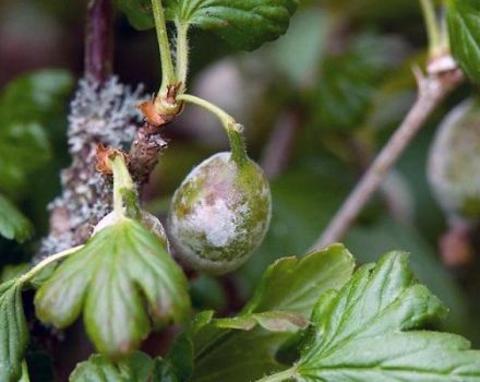 Penyebab penyakit dan perosak gooseberry, rawatan dan kawalannya