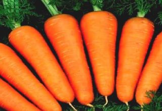 Characteristics and description of the Abaco carrot variety, yield