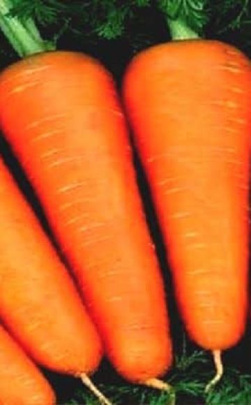 Characteristics and description of the Abaco carrot variety, yield