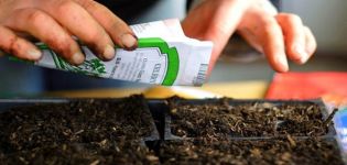 Comment semer des tomates pour les semis étape par étape