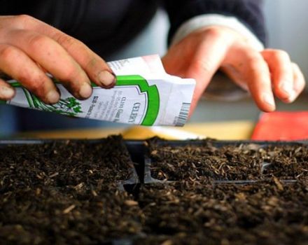 Cara menyemai tomato untuk anak benih langkah demi langkah