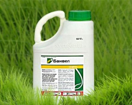 Instructions for use and the principle of operation of Banvel herbicide, consumption rates