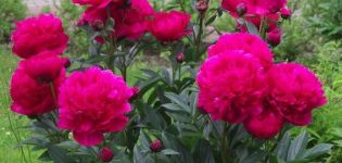 Description of 18 popular varieties of milk-flowered peony, planting and care