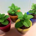 How to grow and care for mint at home on a seed windowsill