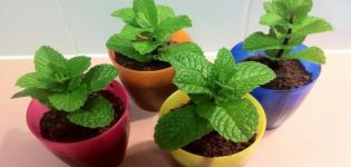 How to grow and care for mint at home on a seed windowsill