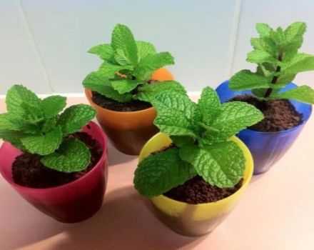 How to grow and care for mint at home on a seed windowsill