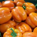 Growing pepper in a greenhouse and open field in the Moscow region