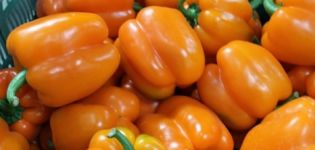 Growing pepper in a greenhouse and open field in the Moscow region