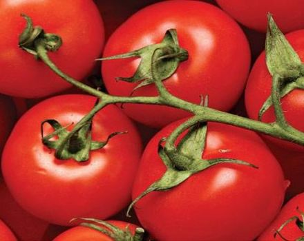 Characteristics and description of the tomato variety of the Tarasenko hybrid, its yield