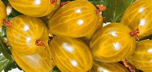 Description and characteristics of the Amber gooseberry variety, cultivation and reproduction