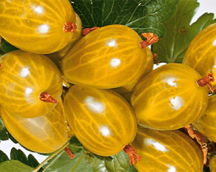 Description and characteristics of the Amber gooseberry variety, cultivation and reproduction