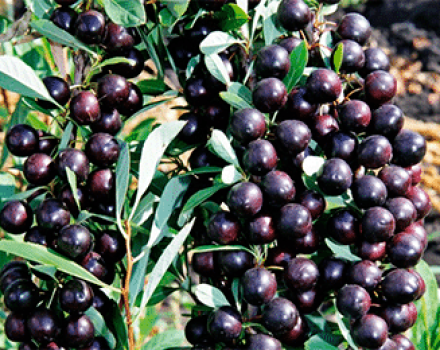 Descripción de la variedad de cereza Bessey Sand, reproducción, plantación y cuidado.