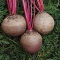 Is it possible to plant beets in late June or July in open ground