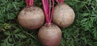 Is it possible to plant beets in late June or July in open ground