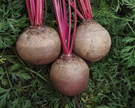 Is het mogelijk om bieten eind juni of juli in de volle grond te planten?