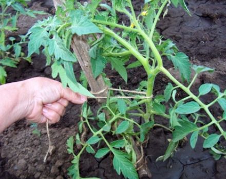 Kaedah terbaik untuk mengikat tomato dengan betul di rumah hijau dan di ladang terbuka