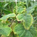 Why do the edges of cucumber leaves turn yellow and what to do