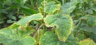 Why do the edges of cucumber leaves turn yellow and what to do